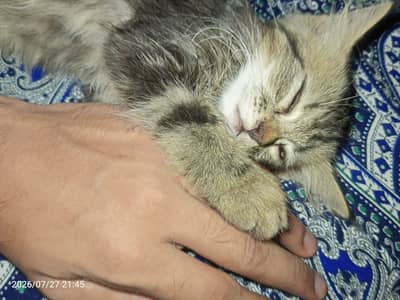 Cute little kittens pair available in gujranwala in low price