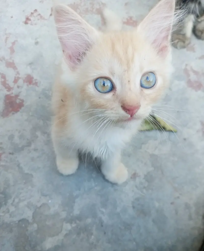 Cute little kittens pair available in gujranwala in low price — photo 2