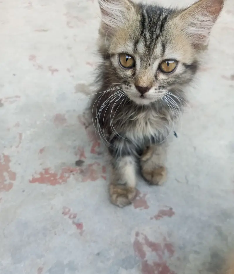 Cute little kittens pair available in gujranwala in low price — photo 3