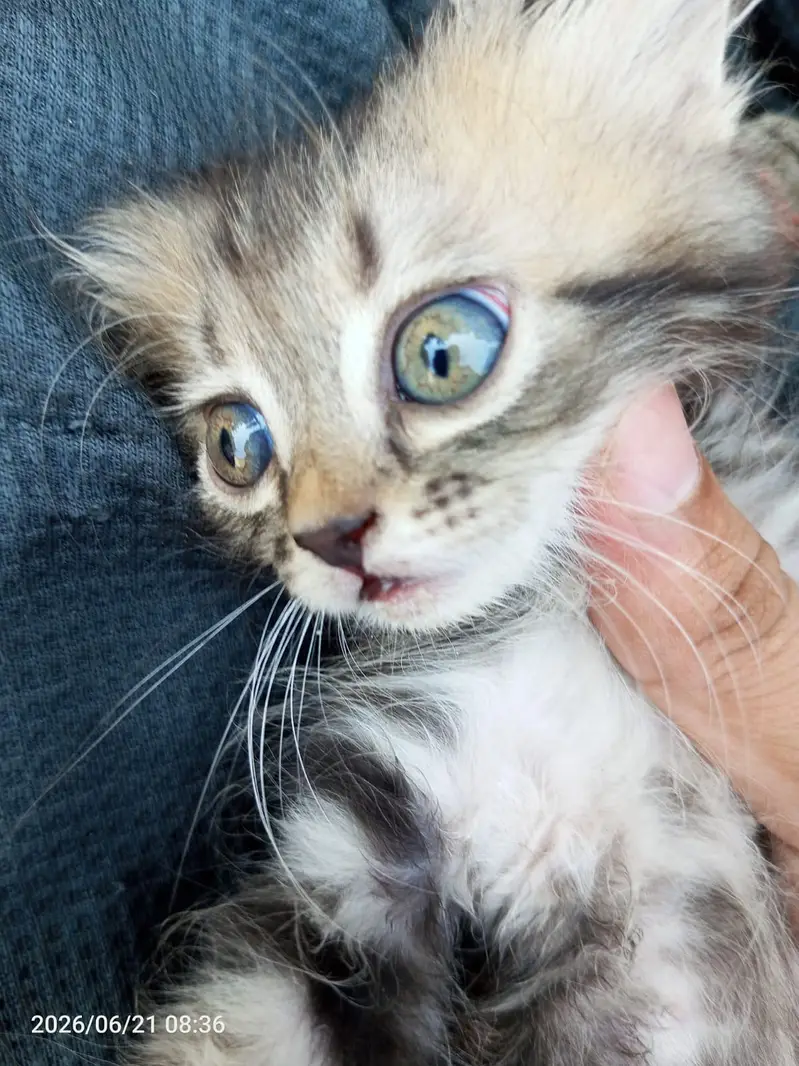 Cute little kittens pair available in gujranwala in low price — photo 4