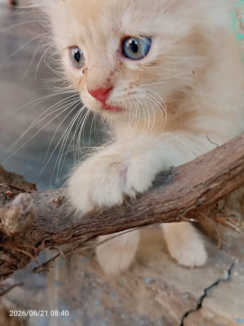 Cute little kittens pair available in gujranwala in low price — photo 5