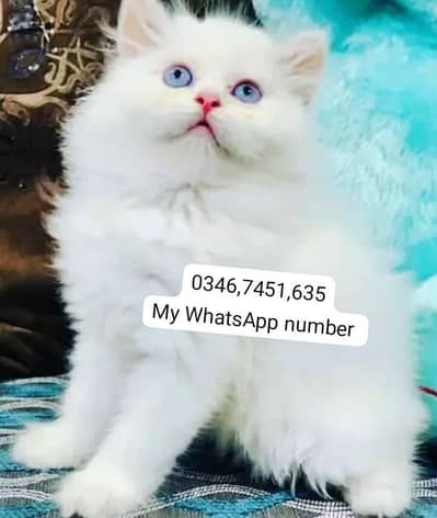 Persian kittens for sale