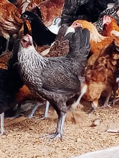 golden misri / desi hens / golden misri pathi / age 4 month / 900 gram
