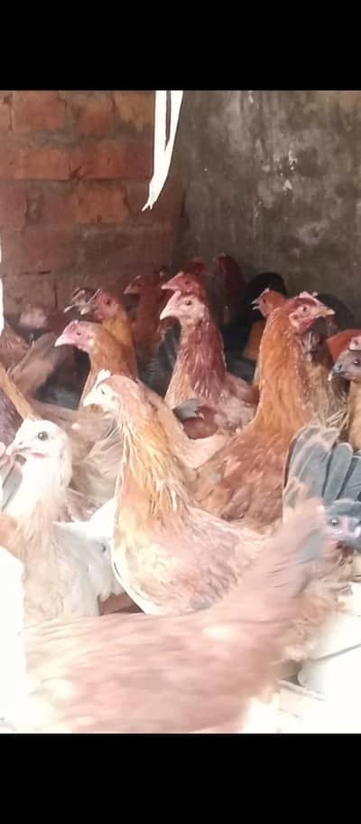 golden misri / desi hens / golden misri pathi / age 4 month / 900 gram