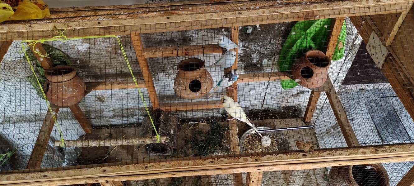 Parrots 0