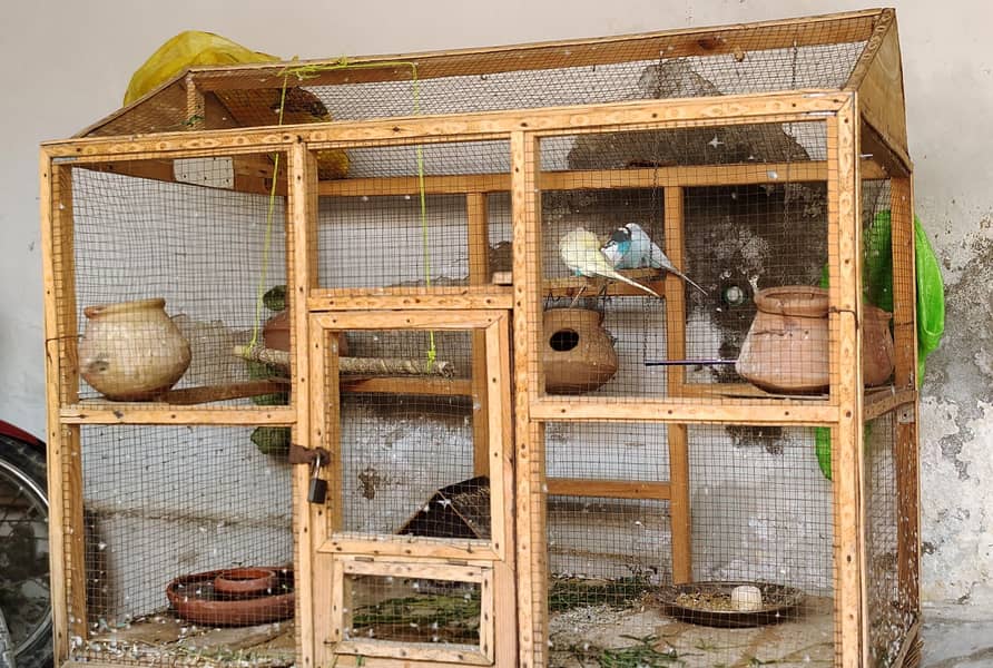 Parrots 1