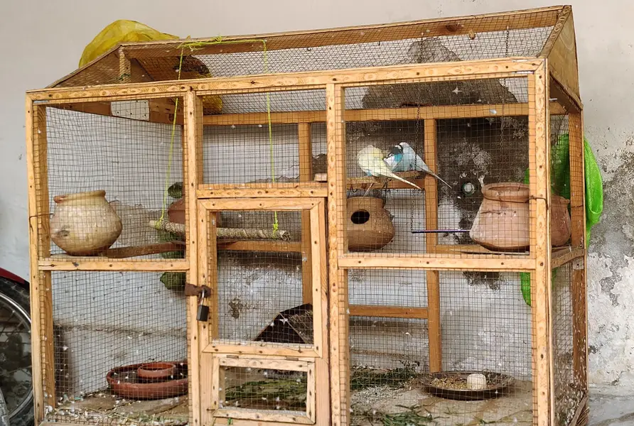 Parrots — photo 2