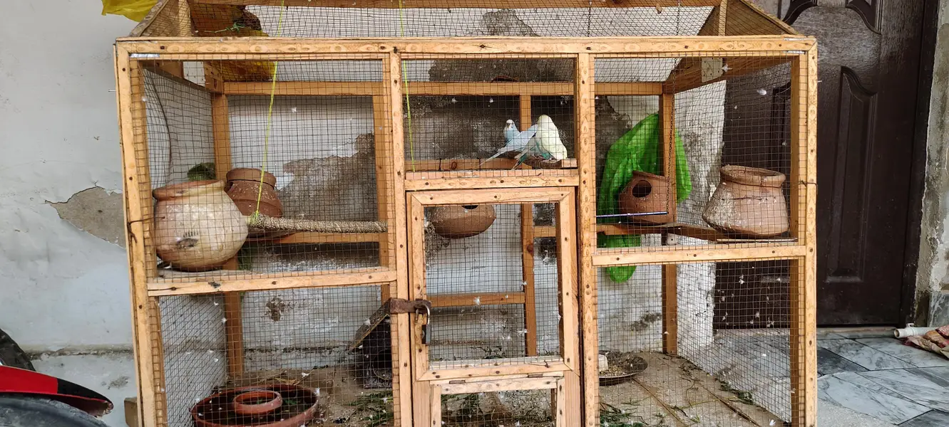 Parrots — photo 3