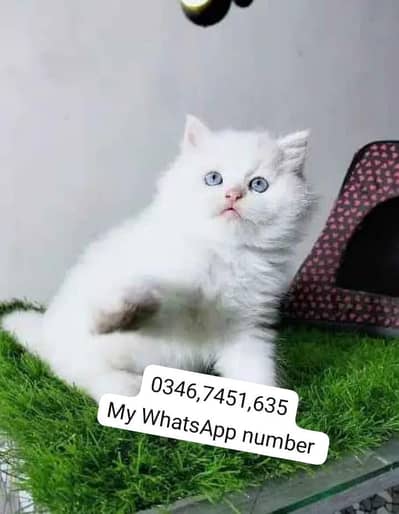 Persian kittens for sale