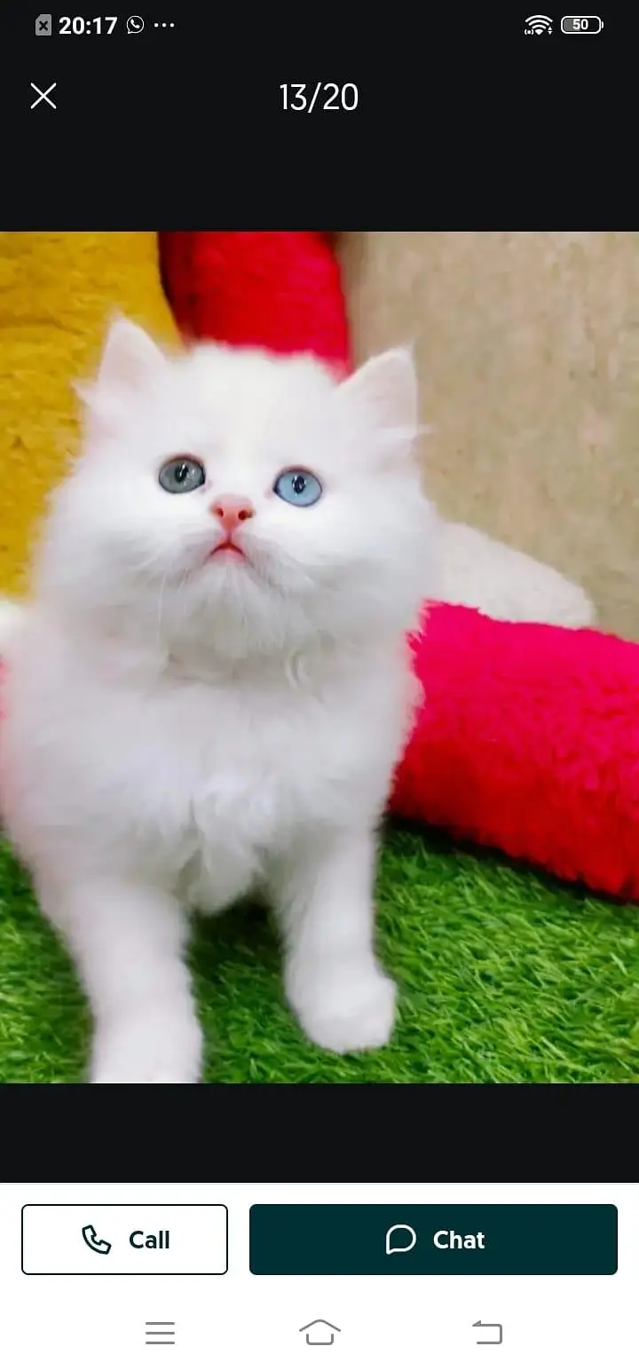 Persian cat for sale male or female my WhatsApp number3253133955 — photo 2