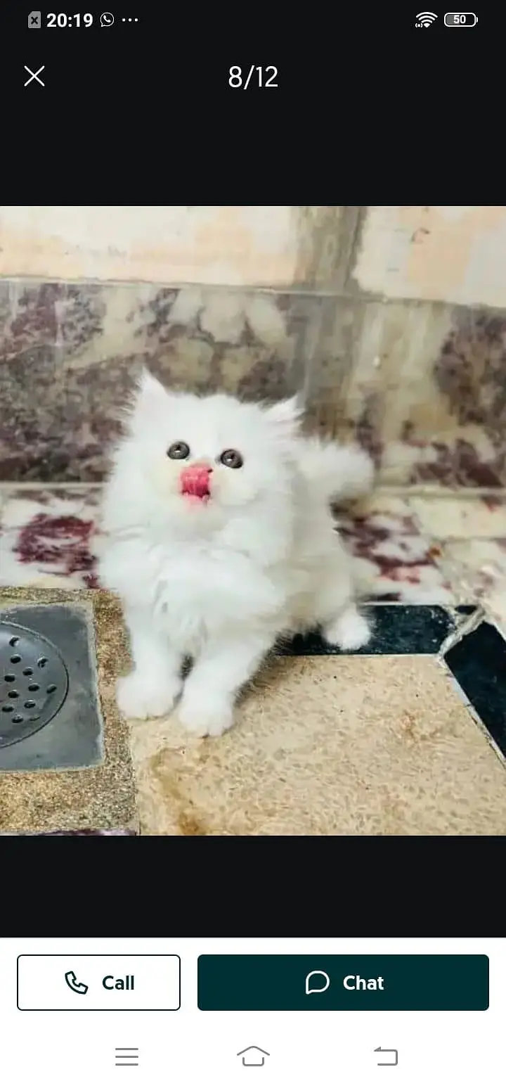 Persian cat for sale male or female my WhatsApp number3253133955 — photo 3