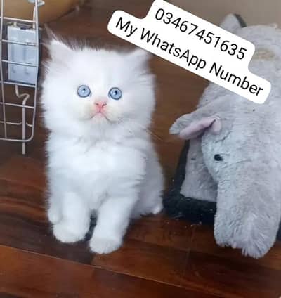 Persian kittens for sale