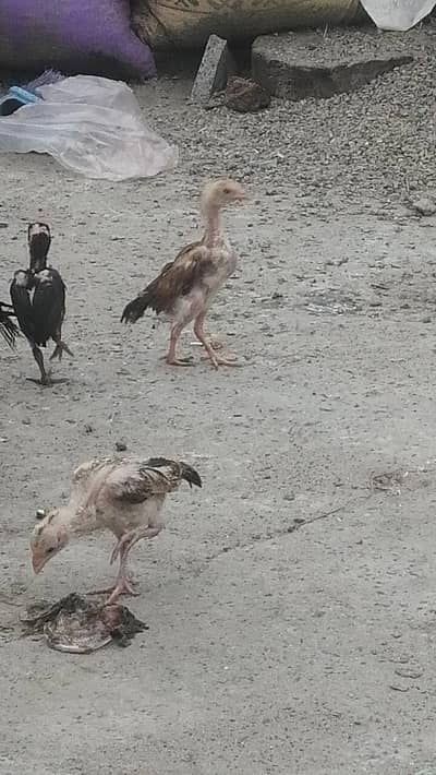 Aseel chicks high quality aseel Mugri aseel hen pure aseel