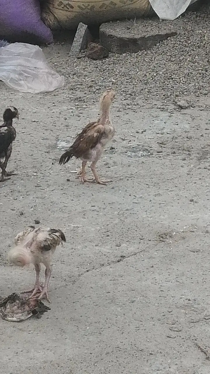 Aseel chicks high quality aseel Mugri aseel hen pure aseel — photo 2