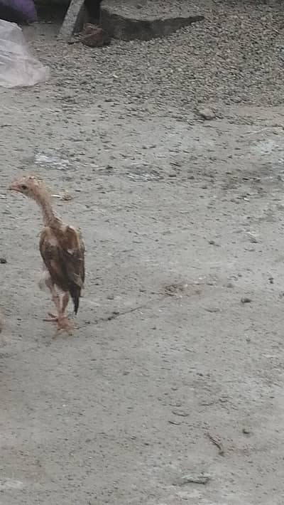 Aseel chicks high quality chicks top quality ke chick