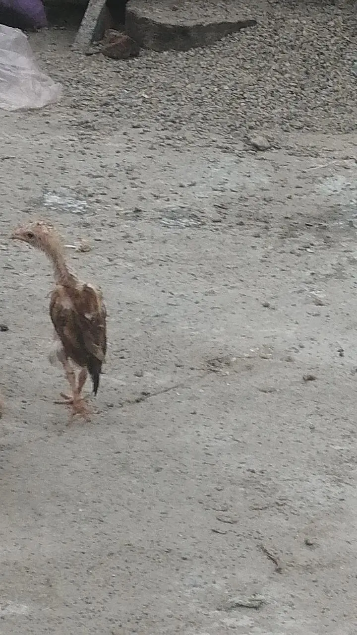 Aseel chicks high quality aseel Mugri aseel hen pure aseel — photo 3