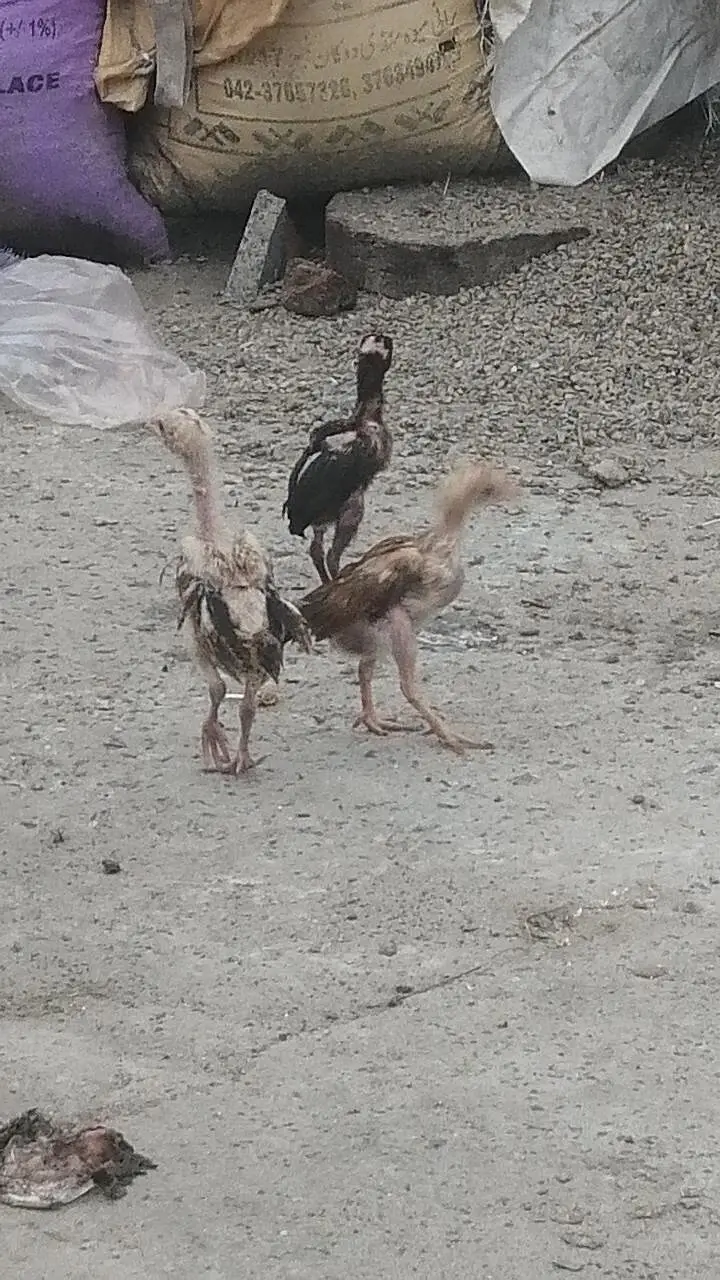 Aseel chicks high quality aseel Mugri aseel hen pure aseel — photo 4