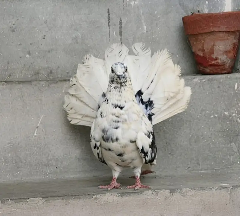 Fancy Lakkha Kabootar Pair For Sale – Healthy & Active — photo 2