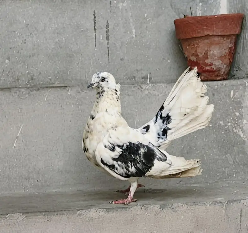 Fancy Lakkha Kabootar Pair For Sale – Healthy & Active — photo 3