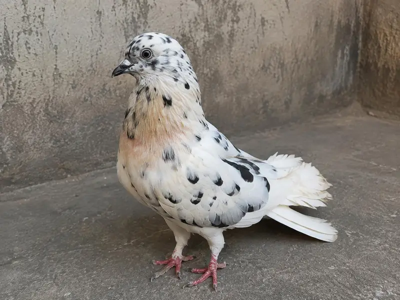 Fancy Lakkha Kabootar Pair For Sale – Healthy & Active — photo 4