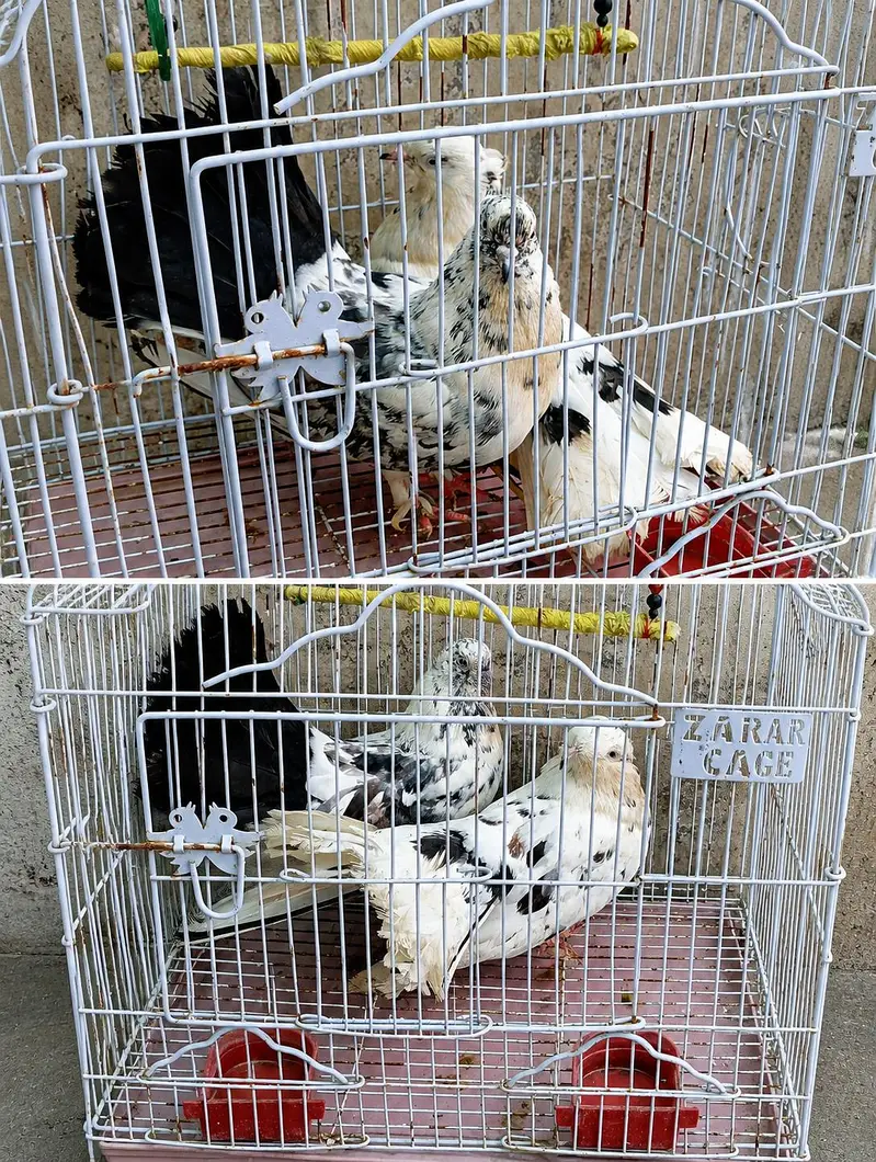 Fancy Lakkha Kabootar Pair For Sale – Healthy & Active — photo 5