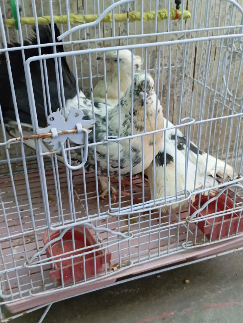 Fancy Lakkha Kabootar Pair For Sale – Healthy & Active — photo 6