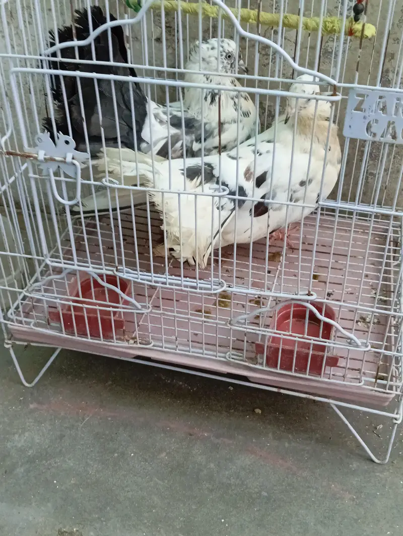 Fancy Lakkha Kabootar Pair For Sale – Healthy & Active — photo 7