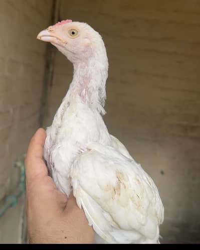 Heera aseel chicks for sale