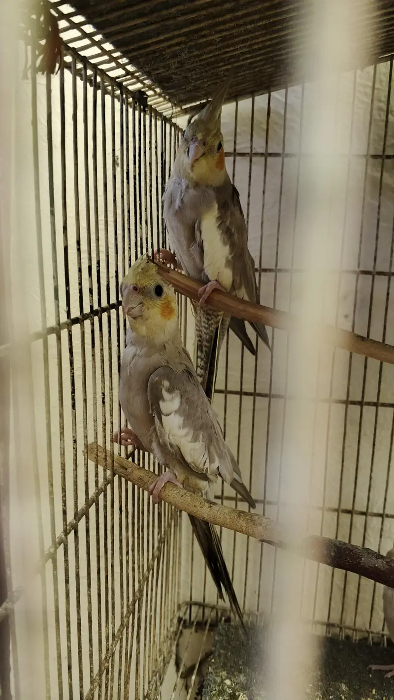 cocktail parrot — photo 2