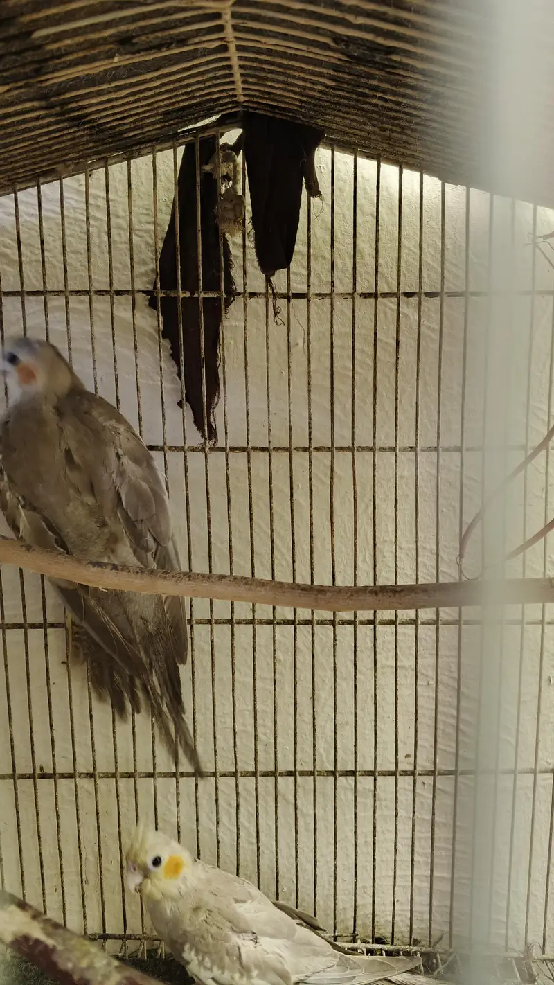 cocktail parrot — photo 3
