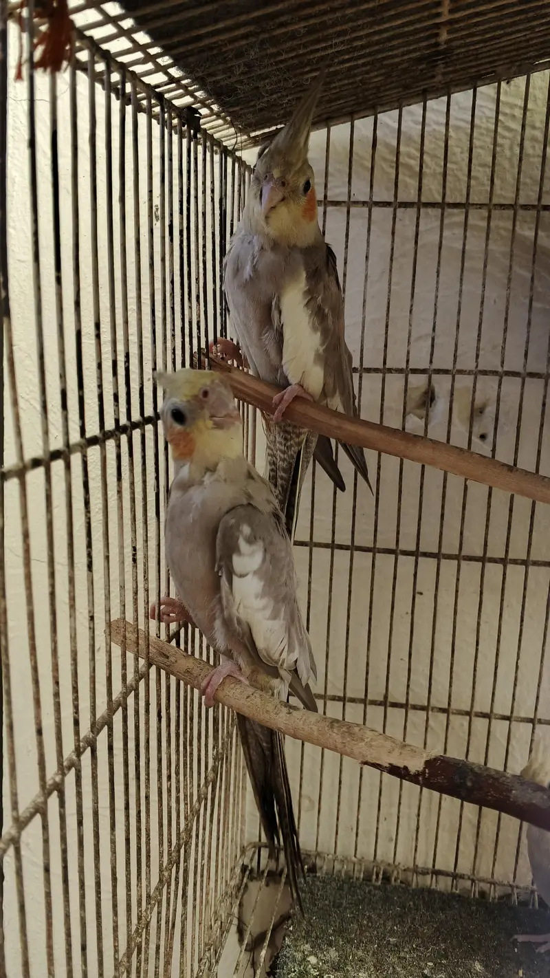 cocktail parrot — photo 4