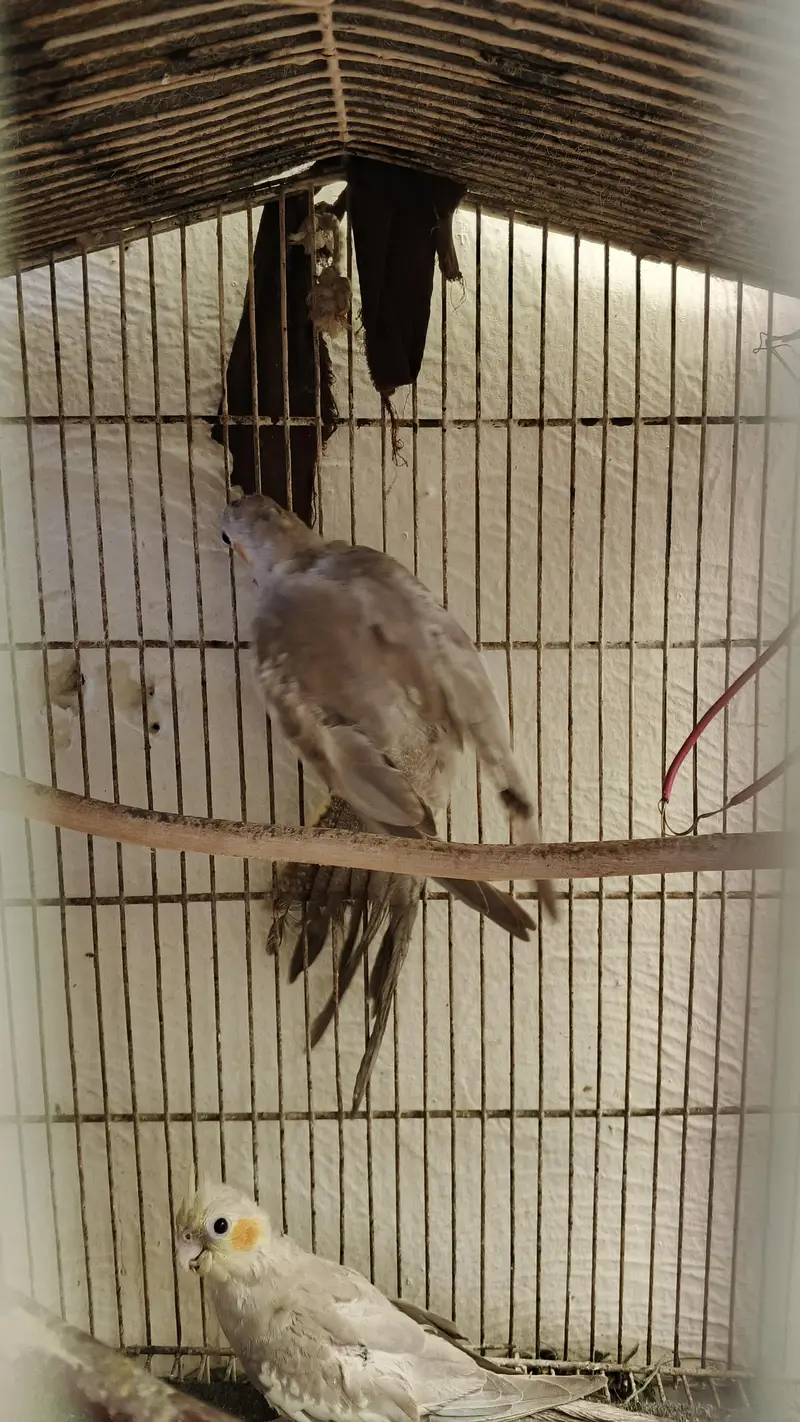 cocktail parrot — photo 5