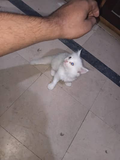 whait parseon  cat 3 Cort