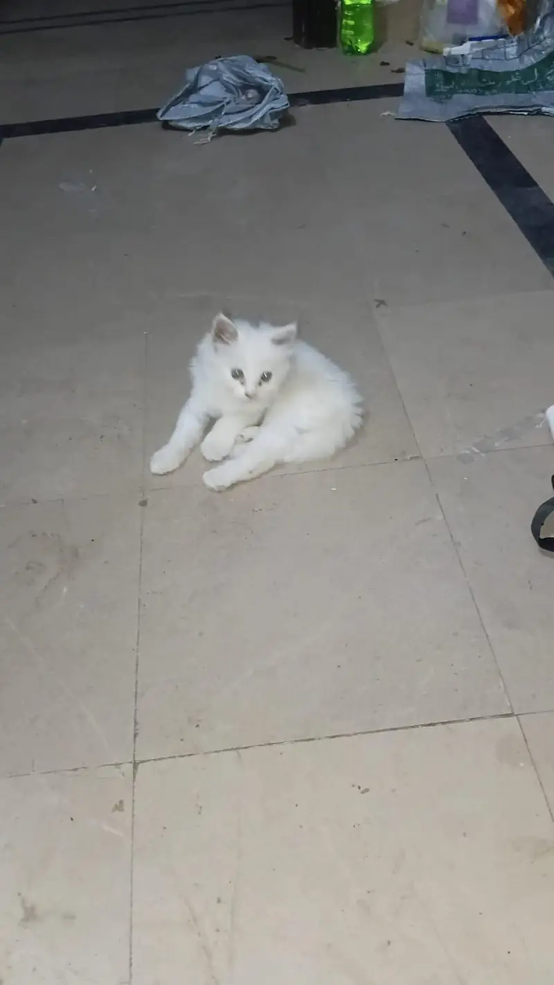 whait parseon  cat 3 Cort — photo 2