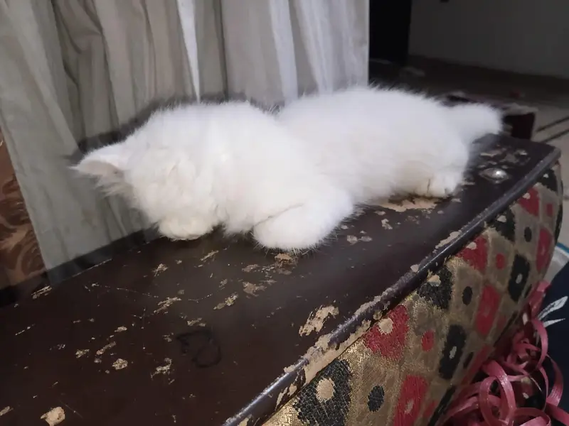 whait parseon  cat 3 Cort — photo 3