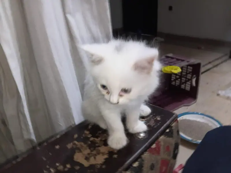 whait parseon  cat 3 Cort — photo 5