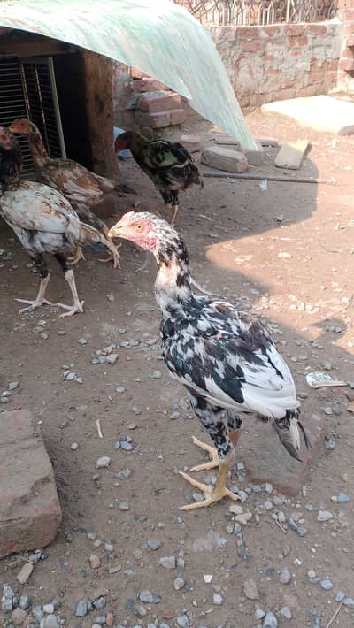 pair lasani aseel