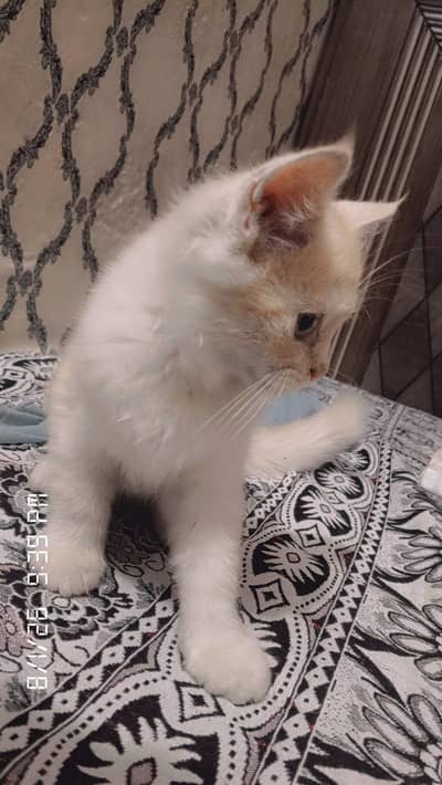 baby cats