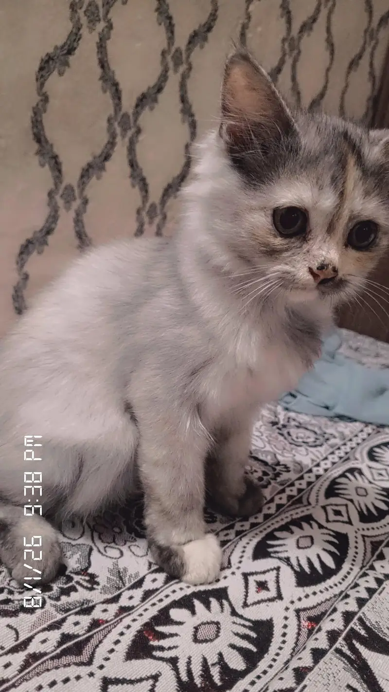 baby cats — photo 2