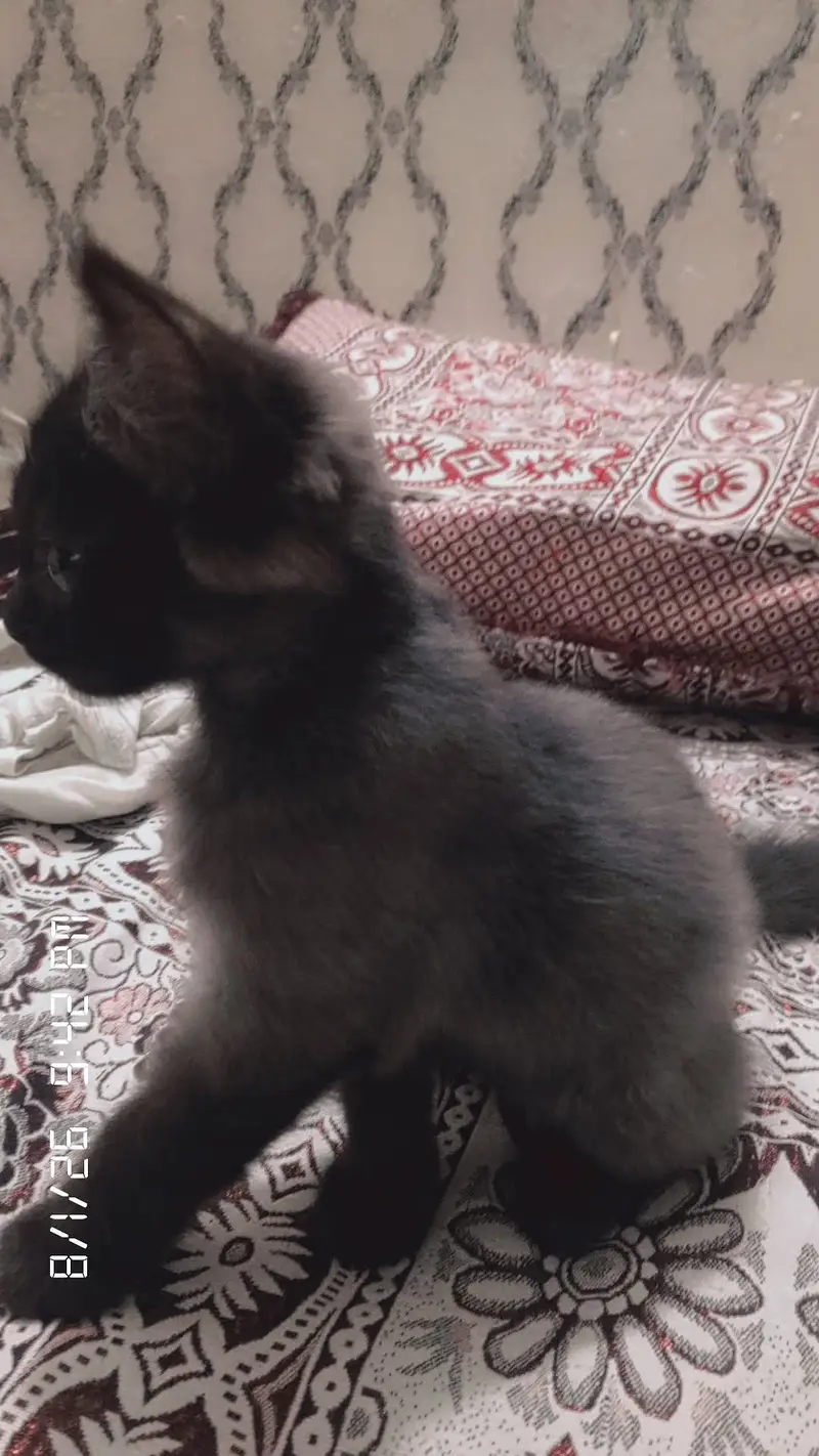 baby cats — photo 3
