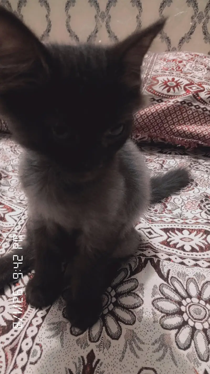 baby cats — photo 5