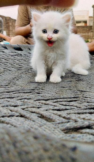 cats saller