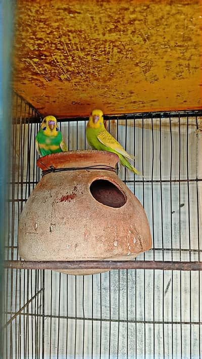 Budgies || Cockatiels || Pigeon for sell