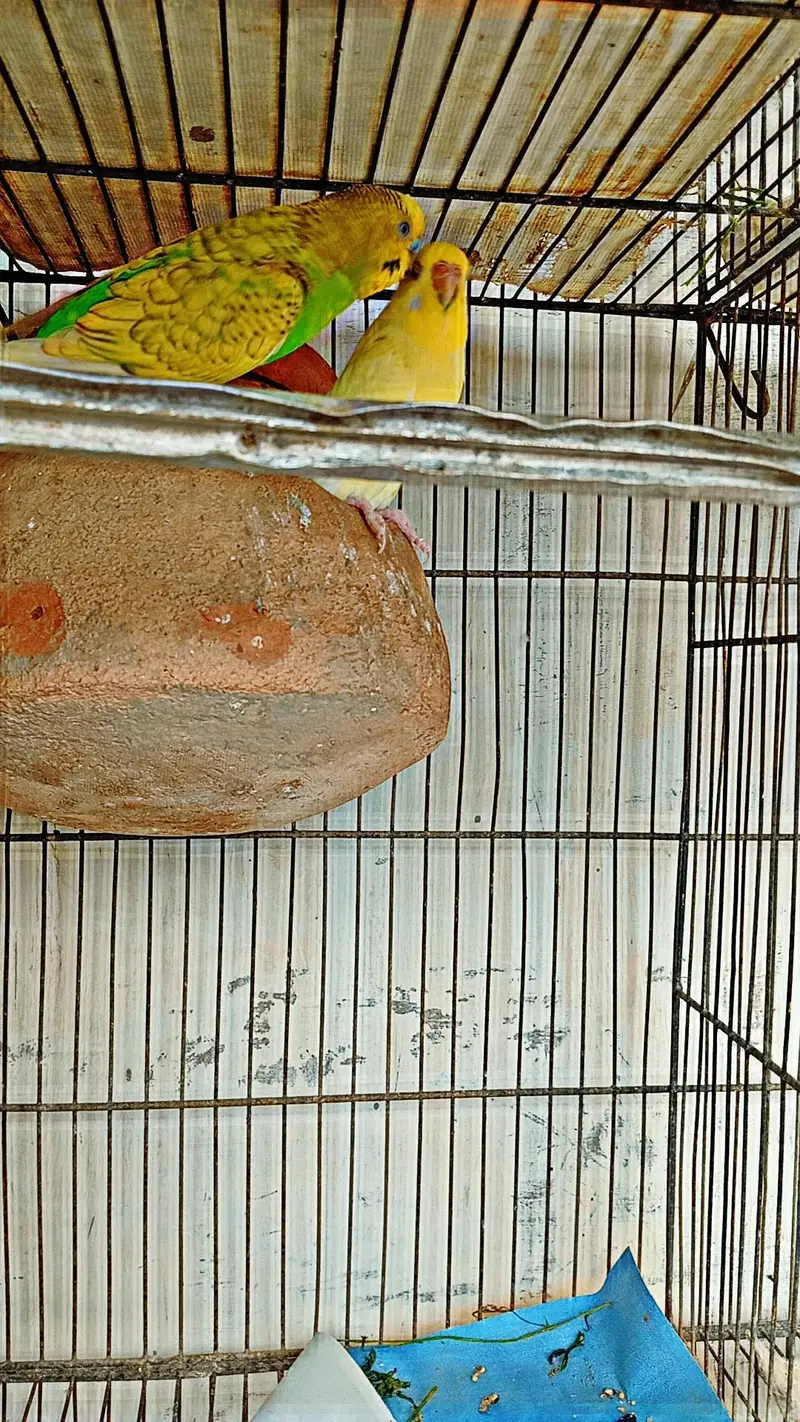 Budgies || Cockatiels || Pigeon for sell — photo 2