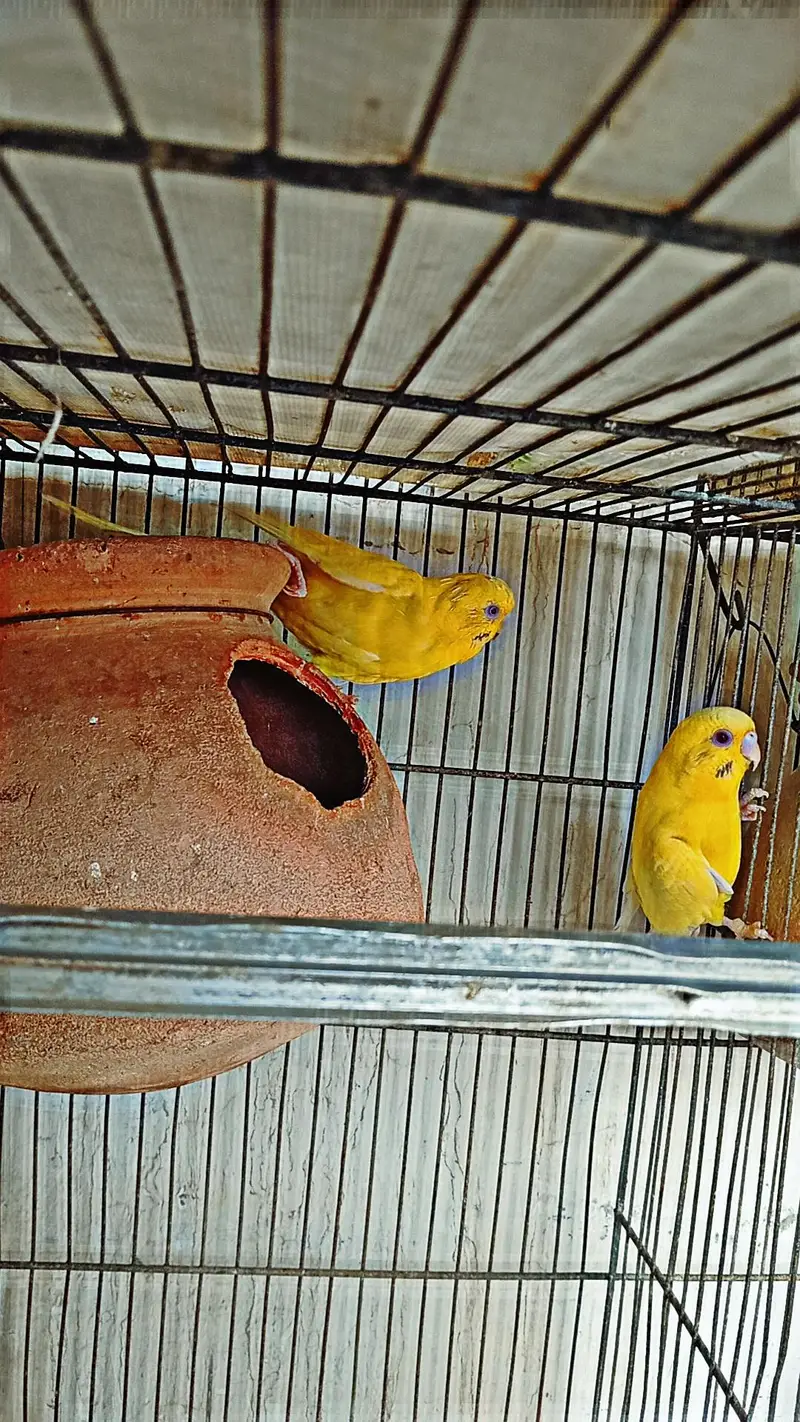 Budgies || Cockatiels || Pigeon for sell — photo 3
