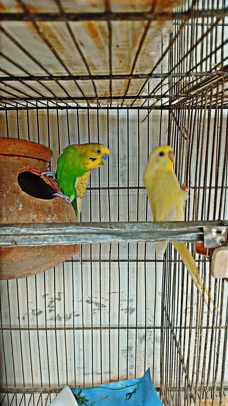 Budgies || Cockatiels || Pigeon for sell — photo 4
