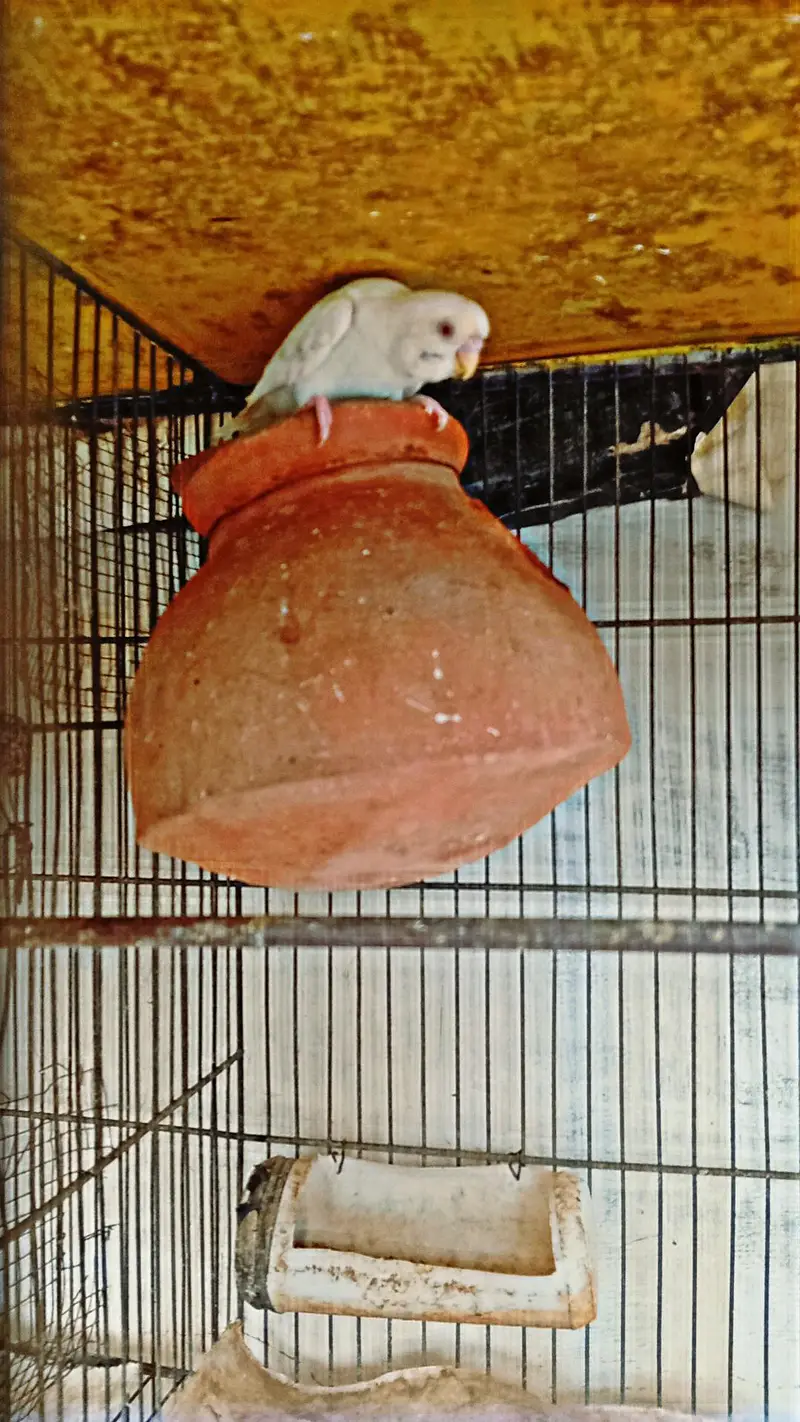 Budgies || Cockatiels || Pigeon for sell — photo 5