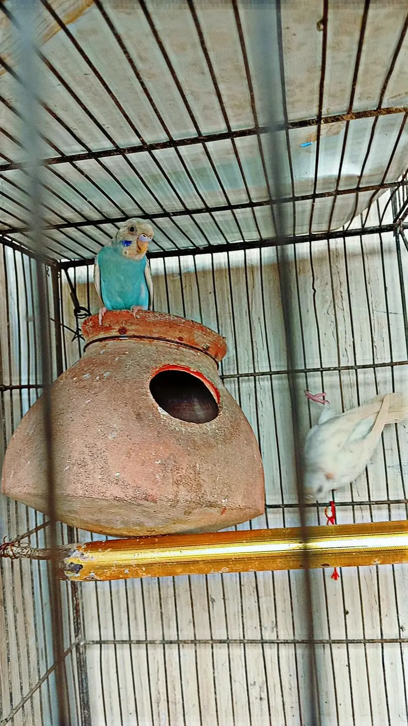 Budgies || Cockatiels || Pigeon for sell — photo 6