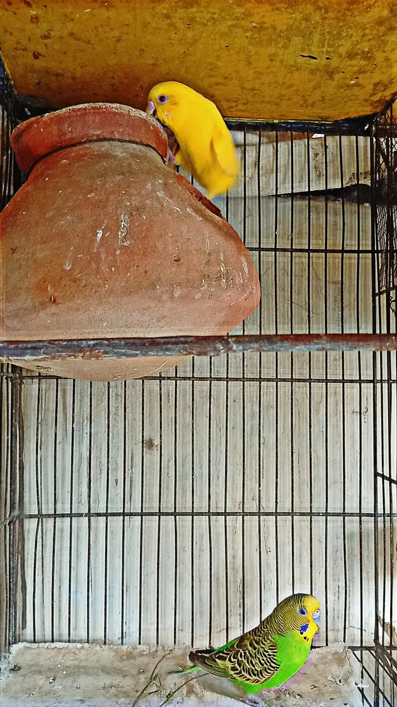 Budgies || Cockatiels || Pigeon for sell — photo 7