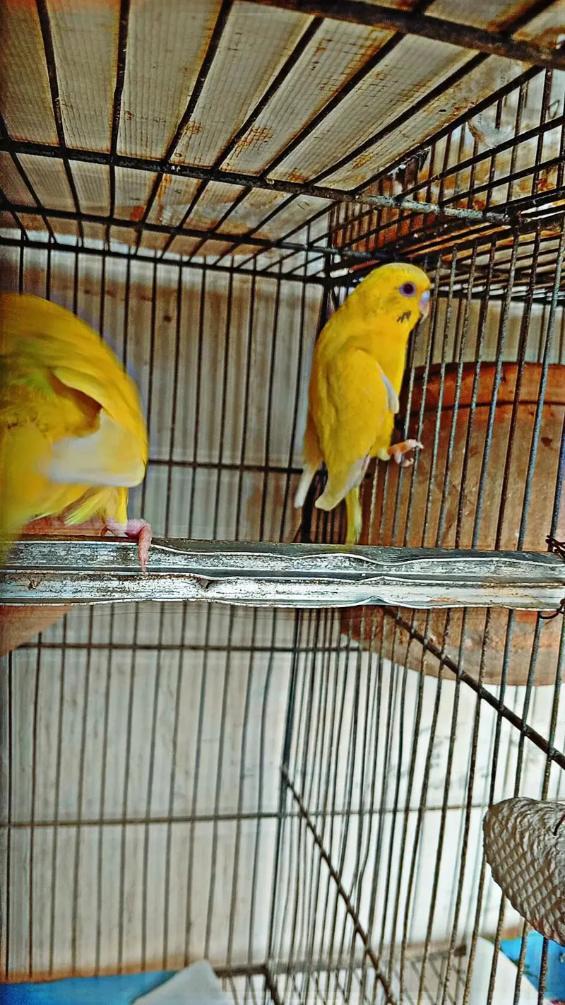 Budgies || Cockatiels || Pigeon for sell — photo 8